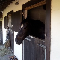 Stabling for your horse