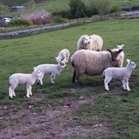 This year's lambs